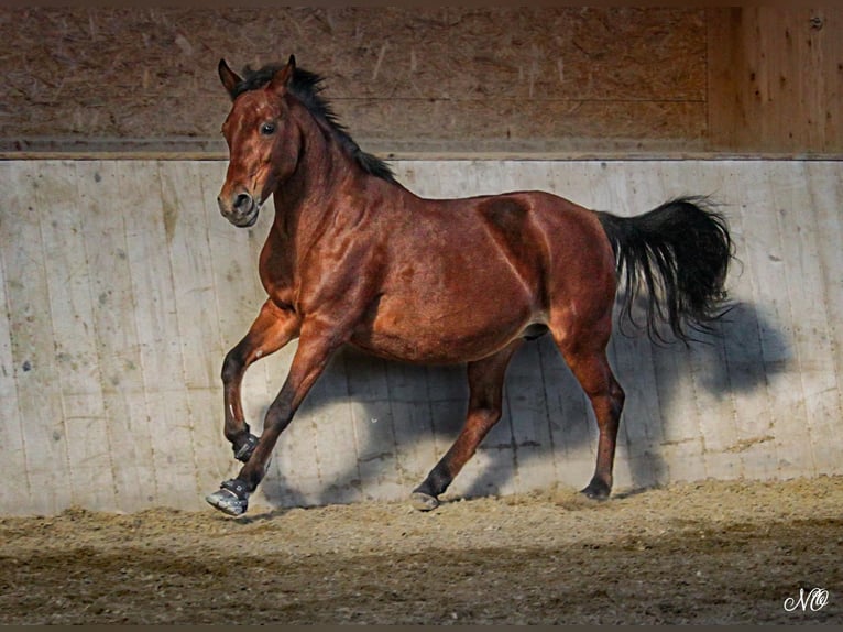 Polish riding pony Mare 14 years 13.1 hh Brown in Frankenburg am Hausruck