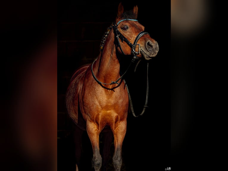 Polish riding pony Mare 14 years 13,1 hh Brown in Frankenburg am Hausruck