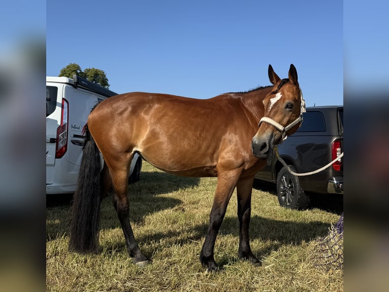 Polish riding pony Mare 14 years 14.2 hh Brown in Weil am Rhein