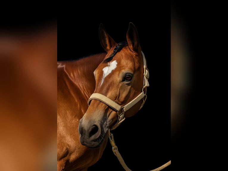 Polish riding pony Mare 14 years 14.2 hh Brown in Weil am Rhein