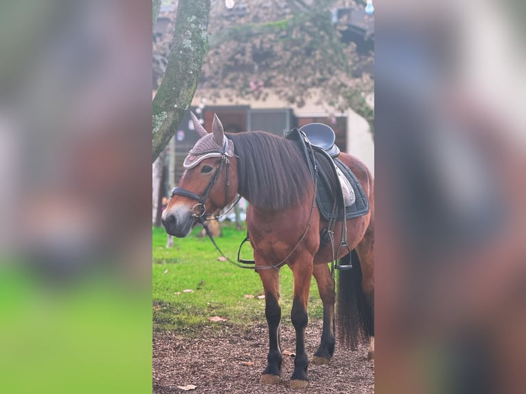 Polish riding pony Mare 14 years 14,2 hh Brown in Weil am Rhein