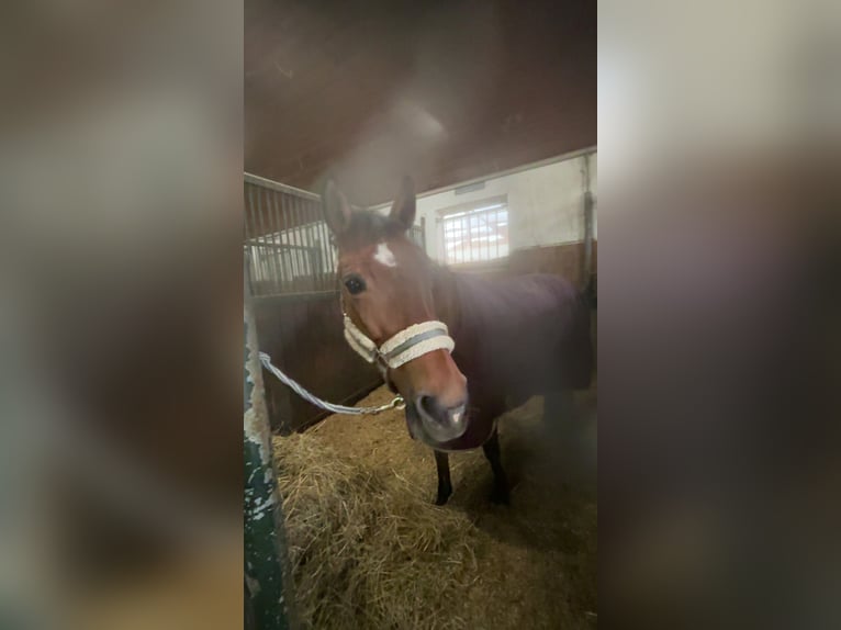 Polish riding pony Mare 15 years 14.1 hh Brown in Thierhaupten