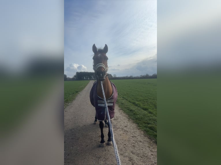 Polish riding pony Mare 15 years 14,1 hh Brown in Thierhaupten