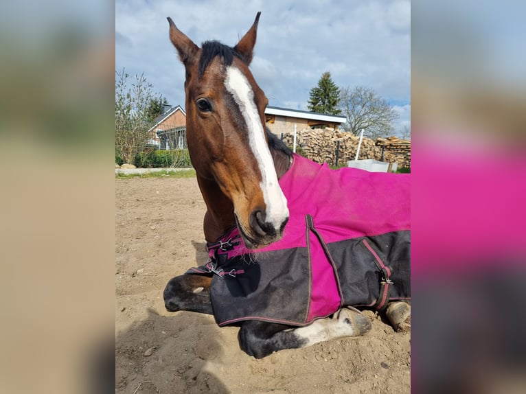 Polish riding pony Mare 17 years 16 hh Brown in Bark
