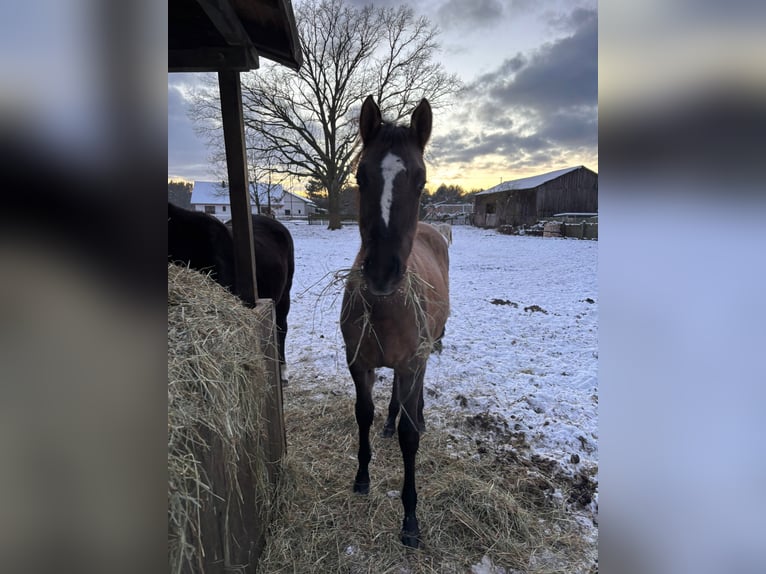 Polish riding pony Mare 1 year 14.1 hh Buckskin in Trzciel