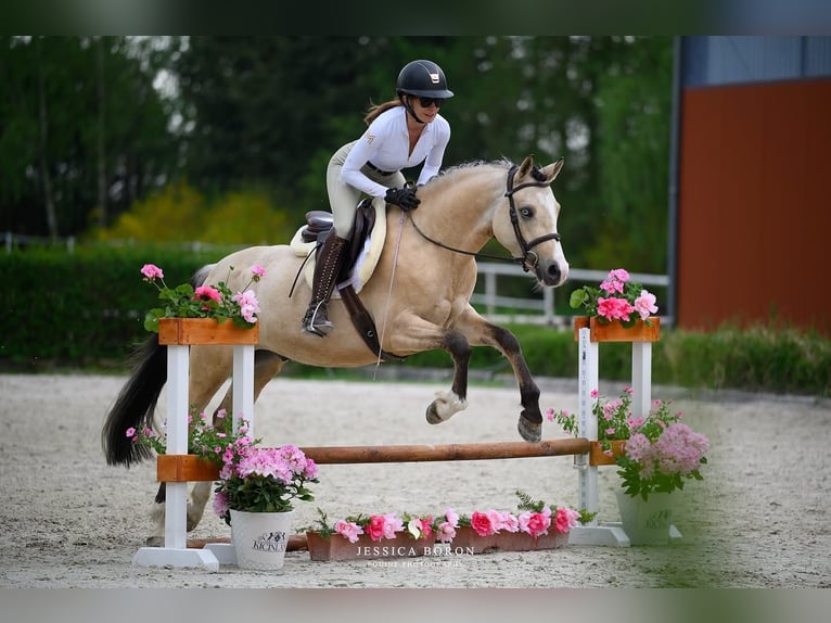 Polish riding pony Mare 1 year 14.1 hh Buckskin in Trzciel