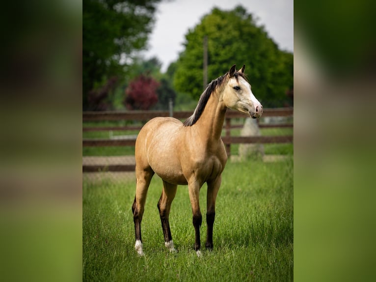 Polish riding pony Mare 1 year 14.2 hh Buckskin in Wąsowo