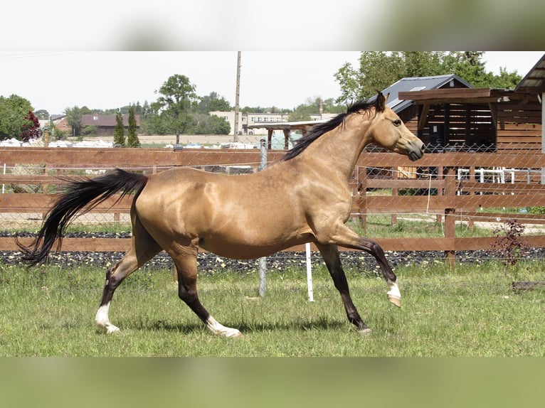 Polish riding pony Mare 1 year 14.2 hh Buckskin in Wąsowo