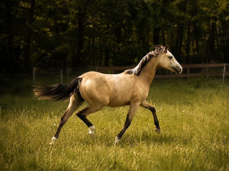 Polish riding pony Mare 1 year 14.2 hh Buckskin in Wąsowo
