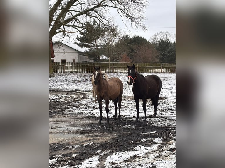 Polish riding pony Mare 1 year 14,1 hh Buckskin in Trzciel