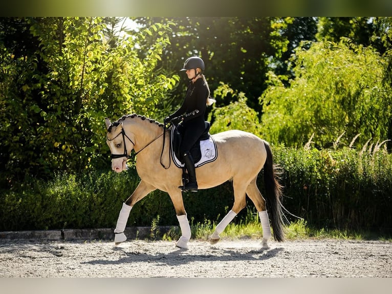 Polish riding pony Mare 1 year 14,1 hh Buckskin in Trzciel