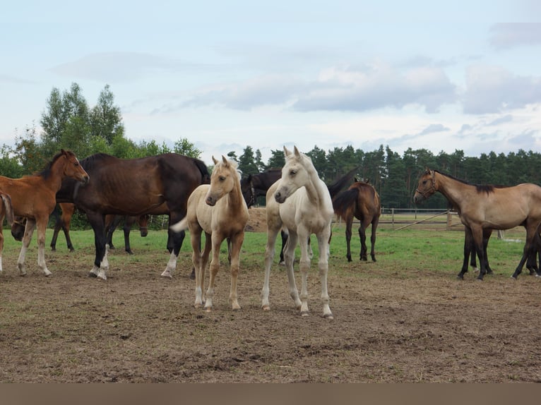 Polish riding pony Mare 1 year 14,1 hh Palomino in Stropieszyn
