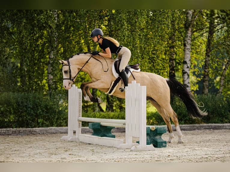 Polish riding pony Mare 1 year 14,2 hh Buckskin in Wąsowo