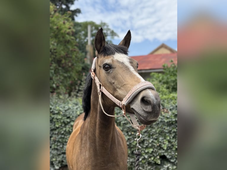 Polish riding pony Mix Mare 26 years 14,1 hh Dun in V&#xF6;sendorf