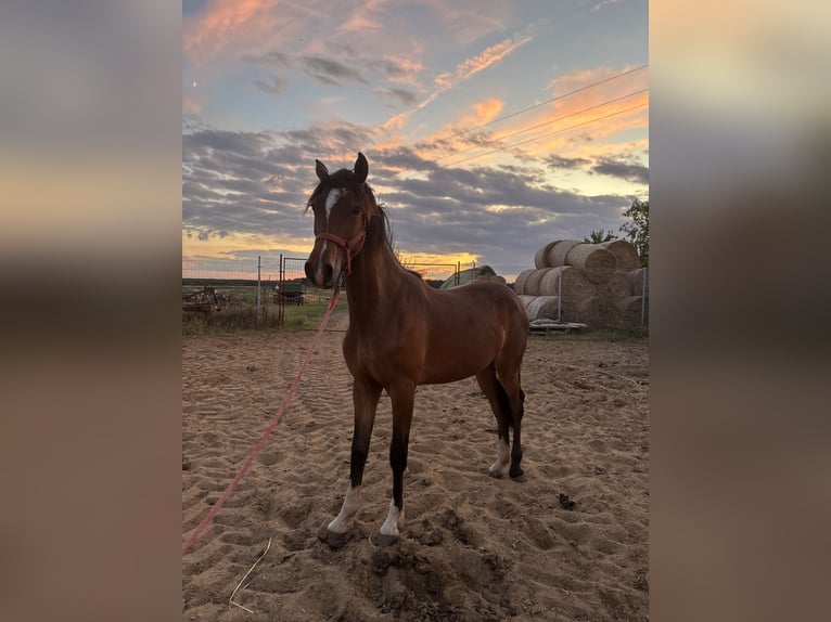 Polish riding pony Mare 2 years Brown in Siciny