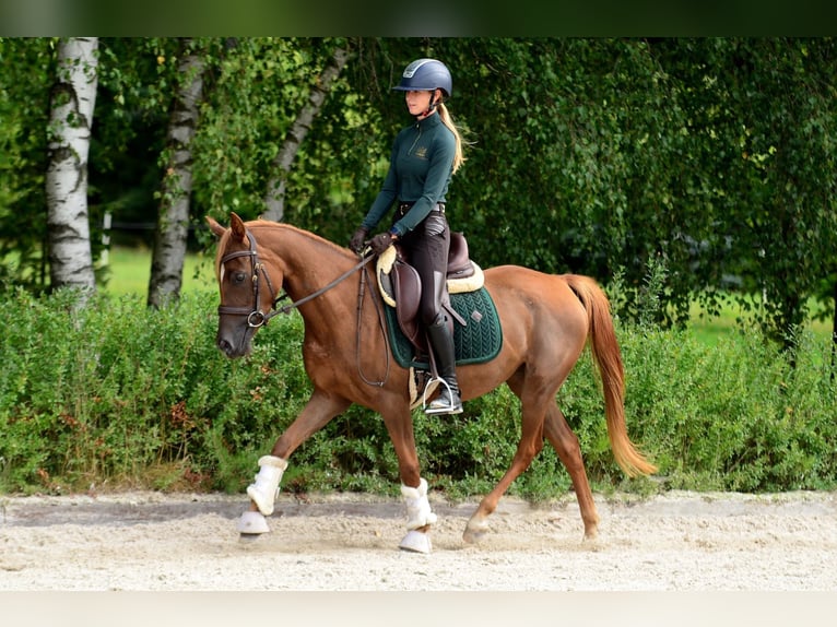 Polish riding pony Mare 3 years 14.1 hh Chestnut in Koziegłowy