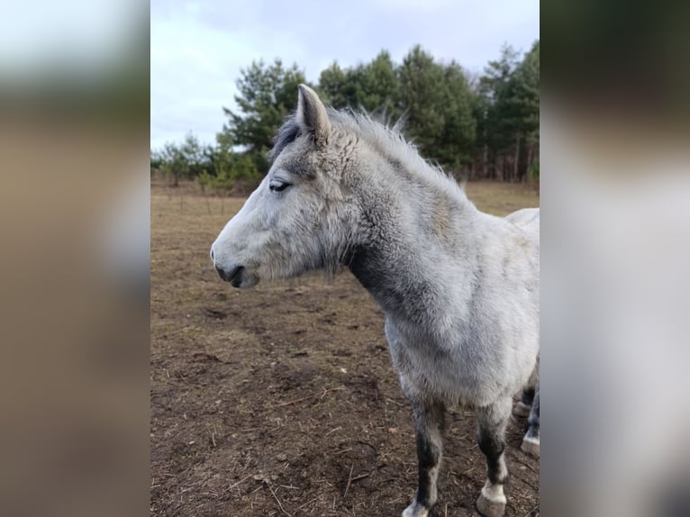 Polish riding pony Mare 4 years 12,1 hh Grey-Blue-Tan in Werder Havel