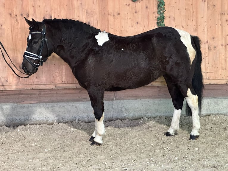 Polish riding pony Mix Mare 4 years 13,1 hh Pinto in Herbolzheim