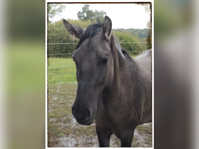 Polish riding pony Mare 4 years 13,3 hh Dun in Fernwald