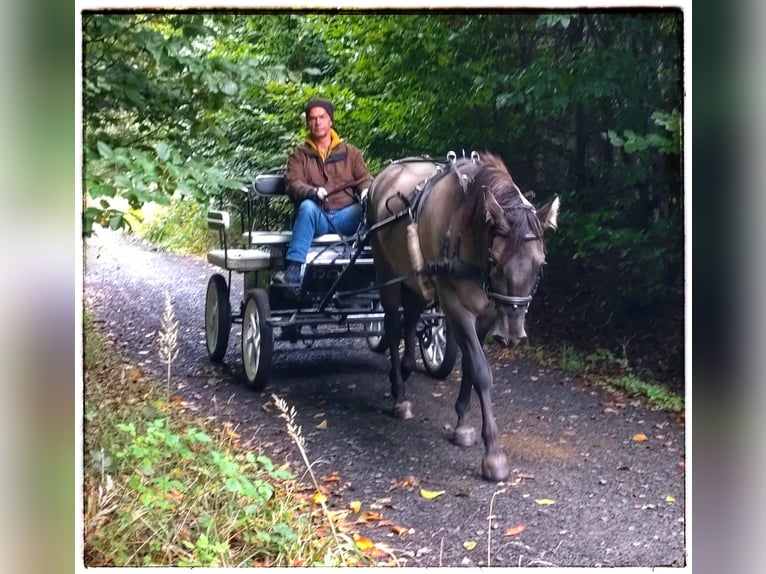 Polish riding pony Mare 4 years 13,3 hh Dun in Fernwald