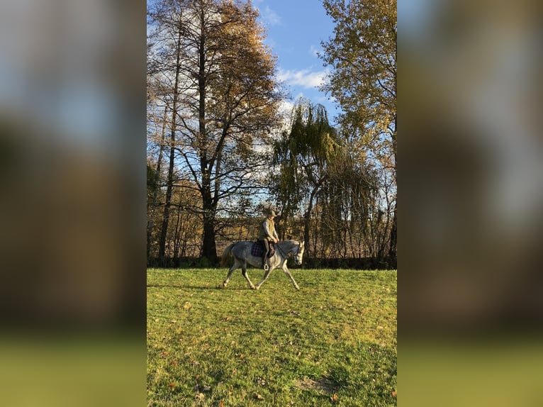 Polish riding pony Mix Mare 4 years 14,1 hh Gray in Rossosz