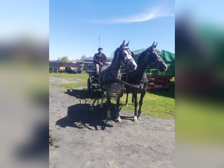 Polish riding pony Mix Mare 4 years 14,1 hh Gray in Rossosz