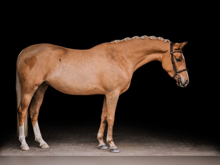Polish riding pony Mare 4 years 14.1 hh Palomino in Kuślin