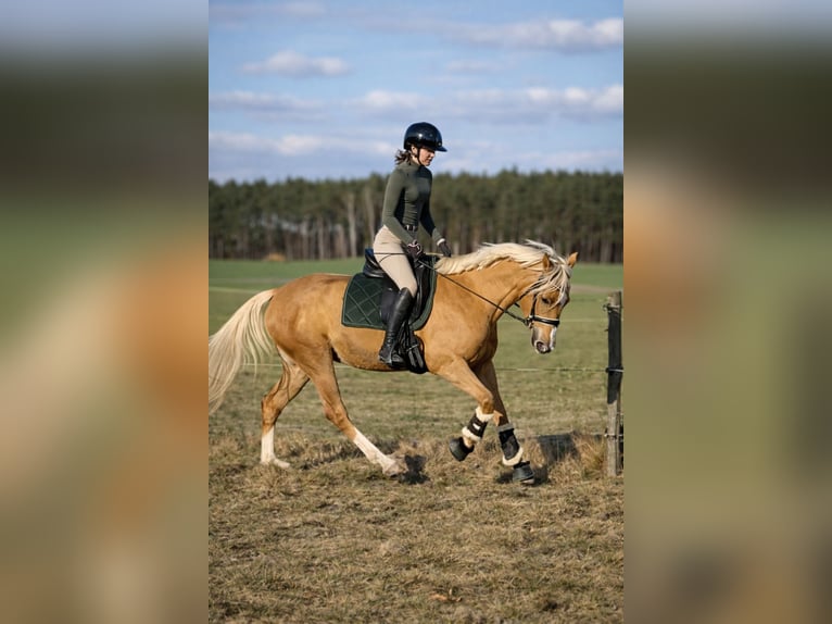 Polish riding pony Mare 4 years 14,1 hh Palomino in Kuślin