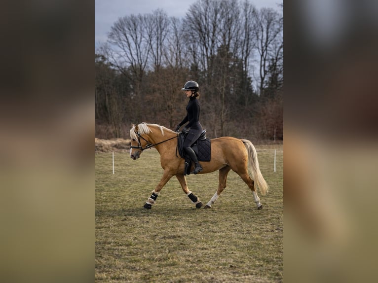 Polish riding pony Mare 4 years 14,1 hh Palomino in Kuślin