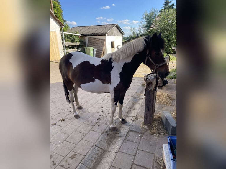 Polish riding pony Mare 5 years 13.1 hh Pinto in Röthenbach an der Pegnitz