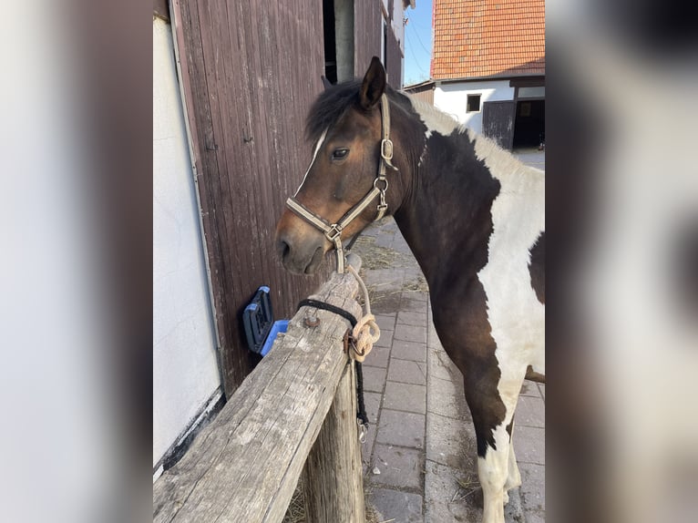 Polish riding pony Mare 5 years 13.1 hh Pinto in Röthenbach an der Pegnitz