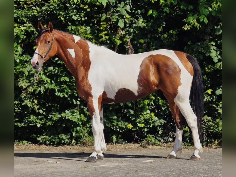 Polish riding pony Mare 5 years 15.1 hh Pinto in Weert