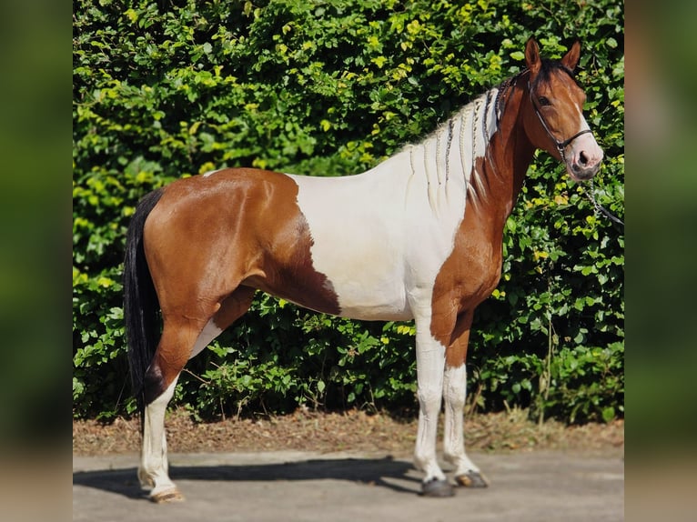 Polish riding pony Mare 5 years 15.1 hh Pinto in Weert