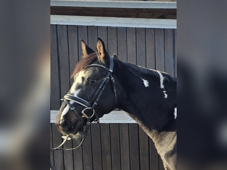 Polish riding pony Mare 5 years 15 hh Pinto in Mülheim an der Ruhr