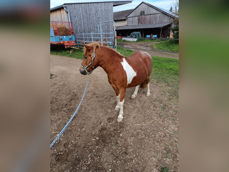 Polish riding pony Mix Mare 6 years 12,1 hh Pinto in Herbolzheim