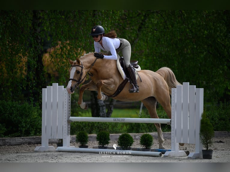 Polish riding pony Mare 6 years 14.1 hh Palomino in Kicin