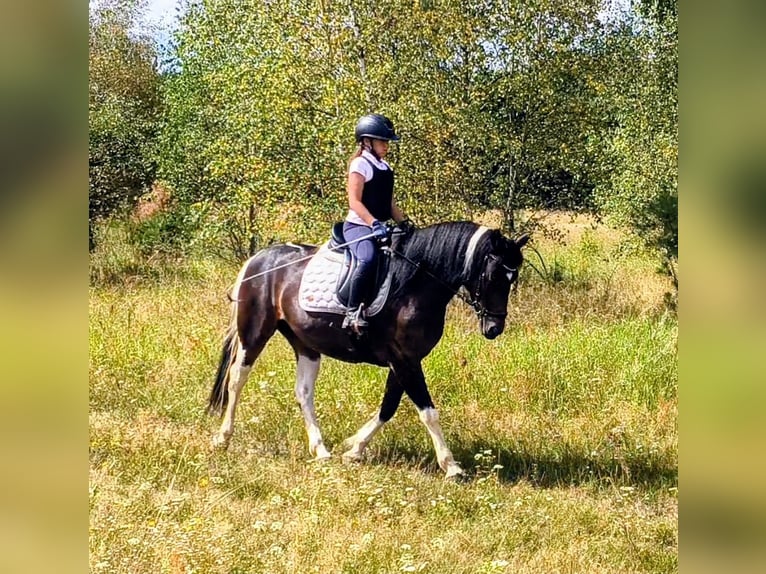 Polish riding pony Mix Mare 6 years 14.2 hh Pinto in Forst