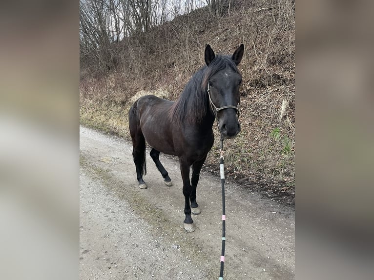 Polish riding pony Mare 6 years 14 hh Black in Unterrothenbuch