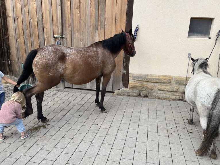 Polish riding pony Mare 7 years 13.2 hh Roan-Bay in Gschwend