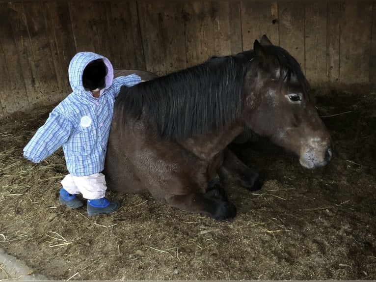 Polish riding pony Mare 7 years 13,2 hh Leopard-Piebald in Alfdorf