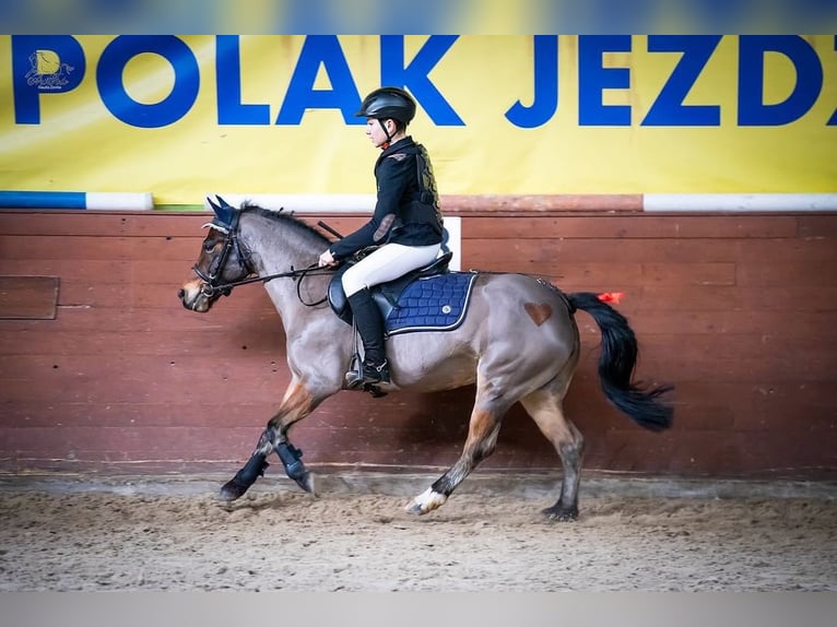 Polish riding pony Mix Mare 8 years 12,1 hh Brown in Dębno