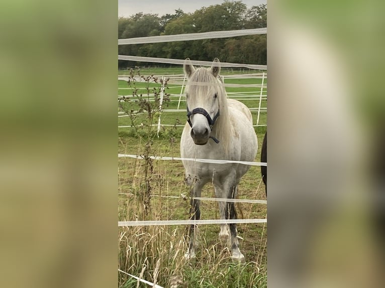Polish riding pony Mare 8 years 13.1 hh Grey in Wettenberg