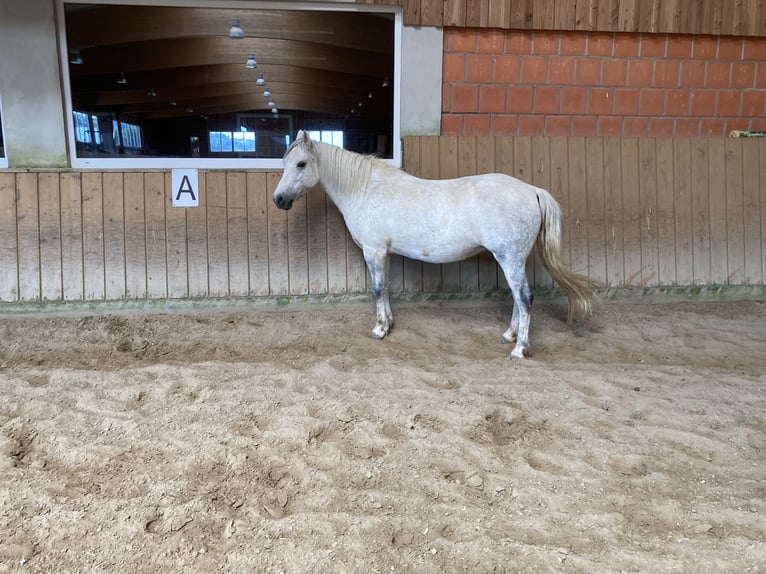 Polish riding pony Mare 8 years 13.1 hh Grey in Wettenberg