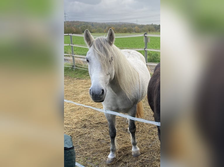 Polish riding pony Mare 8 years 13.1 hh Grey in Wettenberg