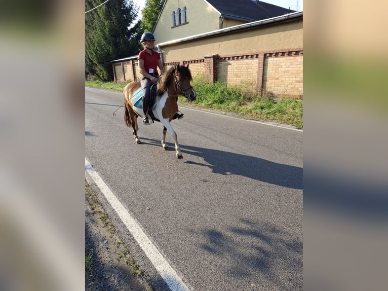 Polish riding pony Mare 8 years 13,3 hh Pinto in Kamenz