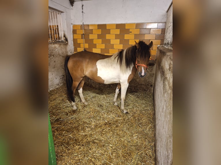 Polish riding pony Mare 8 years 13,3 hh Pinto in Kamenz