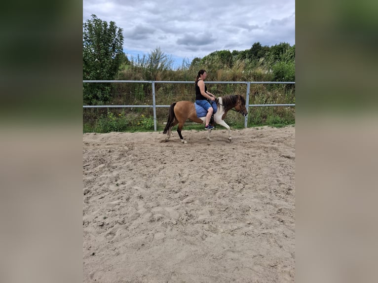 Polish riding pony Mare 8 years 13,3 hh Pinto in Kamenz