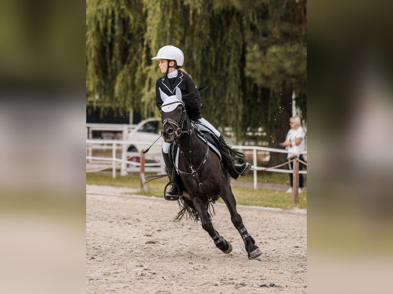 Polish riding pony Mare 8 years 13,2 hh Black in Opole