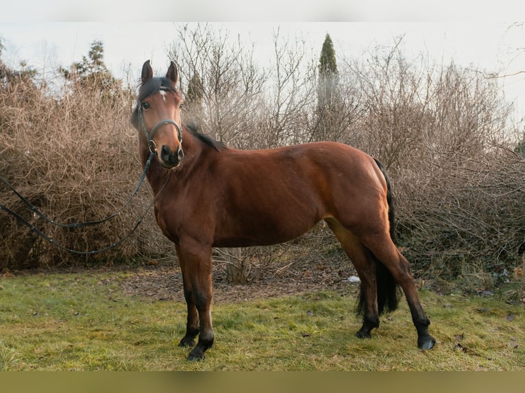 Polish riding pony Mare 8 years 14,1 hh Bay in Warszawa