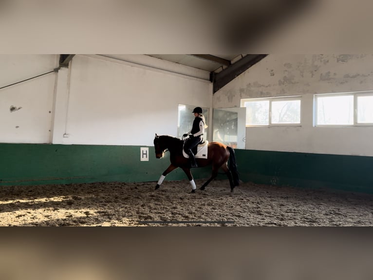 Polish riding pony Mare 8 years 14,1 hh Bay in Warszawa